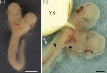 Các nhà khoa học đang nuôi dưỡng, nghiên cứu cá mập 2 đầu Các nhà khoa học đang nuôi dưỡng, nghiên cứu cá mập 2 đầu