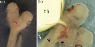 Các nhà khoa học đang nuôi dưỡng, nghiên cứu cá mập 2 đầu