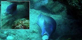 Xem cá sử dụng công cụ lấy thức ăn