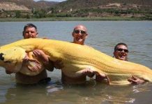 Câu được cá trê vàng khổng lồ