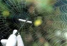 Nhện dệt… công nghệ thông tin Nhện dệt... công nghệ thông tin