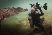 Cá sấu áp sát nhiếp ảnh gia dưới nước