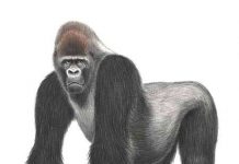 Phát hiện khỉ cực kỳ quý hiếm Phát hiện khỉ cực kỳ quý hiếm