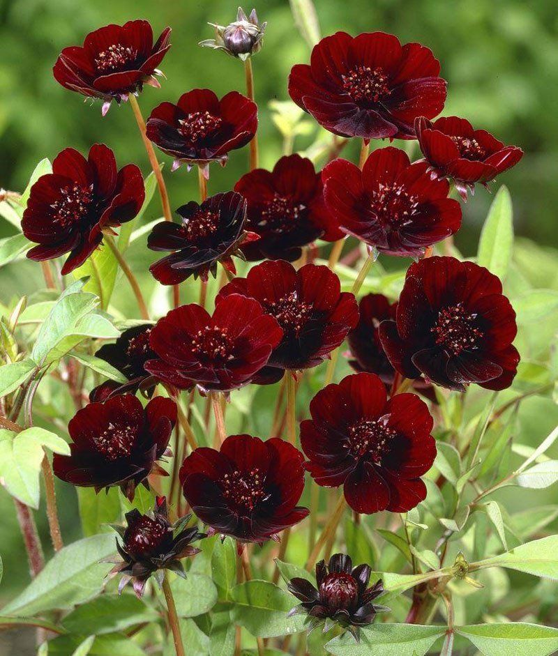 Chiêm ngưỡng vẻ đẹp của loài hoa đã tuyệt chủng ở môi trường tự nhiên