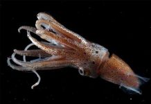 Cảm nhận sự đau đớn giúp loài mực tăng khả năng sống sót