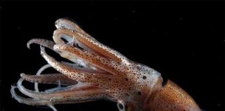 Cảm nhận sự đau đớn giúp loài mực tăng khả năng sống sót