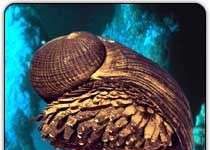 Thuốc giảm đau từ ốc biển