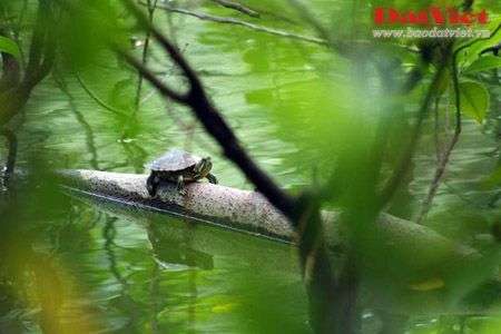 Điểm những hình ảnh thương tâm về Cụ rùa hồ Gươm