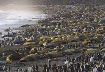 Chim cánh cụt, hải tượng chen chân ở bãi biển