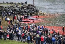 Bờ biển nhuốm màu đỏ máu sau vụ thảm sát cá voi hoa tiêu gây phẫn nộ toàn châu Âu