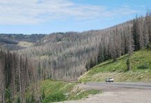 Hơn 800 triệu cây rừng ở Mỹ "đột tử" vì "sát thủ hàng loạt" nhỏ bé