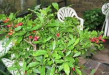 Quả thần kỳ biến chua thành ngọt Quả thần kỳ biến chua thành ngọt