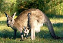 Lần đầu tiên giải mã được DNA của loài chuột túi