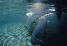 Vũ khí ngừa thai bí mật của cá heo cái