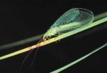 Chuồn chuồn cỏ có ích