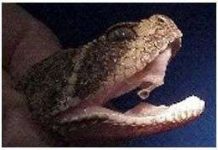 Đói quá, rắn ăn cả tim mình