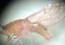 Loài rầy mới được phát hiện ở Việt Nam