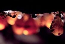 Phát hiện nhiều kiến chúa chung một tổ