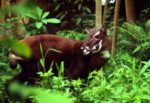 Dùng máu đỉa tìm “kỳ lân châu Á” Dùng máu đỉa tìm “kỳ lân châu Á”