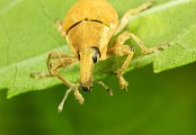 Bọ vòi voi là "hung thần" tàn phá rừng thông tại Honduras