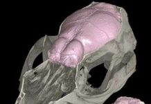 Phát hiện mới: Động vật có vú đầu tiên mũi rất thính Phát hiện mới: Động vật có vú đầu tiên mũi rất thính