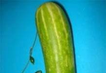 Trồng thành công “dưa siêu nhỏ” ở TP.HCM Trồng thành công “dưa siêu nhỏ” ở TP.HCM