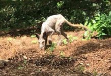 Sinh vật nghi quỷ hút máu gây xôn xao ở Mỹ