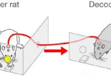 Chuột ở Mỹ và Brazil "giao tiếp" qua Internet