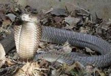 Phát hiện loài rắn độc khổng lồ ở Kenya Phát hiện loài rắn độc khổng lồ ở Kenya