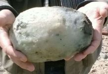 Đi bộ trên bờ biển, nhặt được cục "long diên hương" quý giá