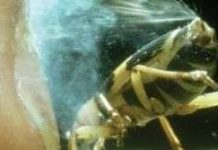 Ứng dụng công nghệ phun xịt từ bọ Bombardier Beetle