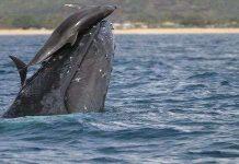 Vì sao cá heo hay cưỡi trên lưng cá voi?