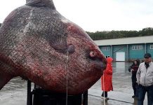 Bắt được cá mặt trăng khổng lồ nặng 1,1 tấn ở Nga