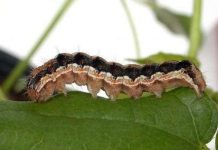 Giải mã bộ gen của loài côn trùng gây hại nhất thế giới