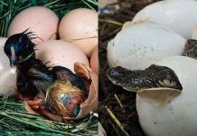 Tạo ra gà lai cá sấu Tạo ra gà lai cá sấu