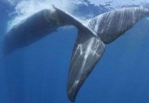 Cá voi không biết tránh tàu thuyền