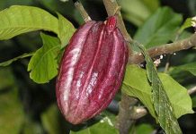 Giải pháp để phát triển sản xuất ca cao bền vững