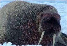 Hành trình “bám đuôi” loài hải mã Bắc cực