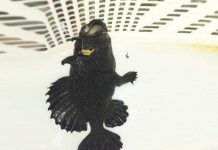 Sốc: Bắt được cá có 3 chân