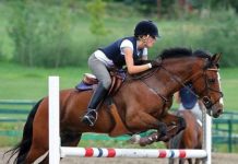 Đột phá trong điều trị tổn thương ở ngựa Đột phá trong điều trị tổn thương ở ngựa