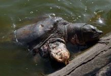 Rùa hồ Gươm sẽ được khám sức khỏe định kỳ