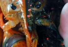 Phát hiện tôm hùm hai màu đối lập cực hiếm trên thế giới