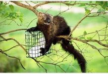 Loài ăn thịt đáng sợ ở vùng ngoại ô nước Mỹ