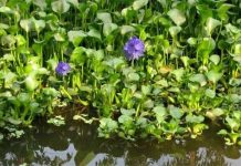 Dùng chế phẩm biến bèo tây thành phân hữu cơ Dùng chế phẩm biến bèo tây thành phân hữu cơ