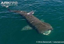 Tìm hiểu loài cá mập khổng lồ có thân hình quái dị