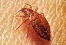 Thế giới kỳ lạ của những sâu bọ tí hon