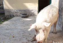 Quốc gia chỉ có đúng một con lợn