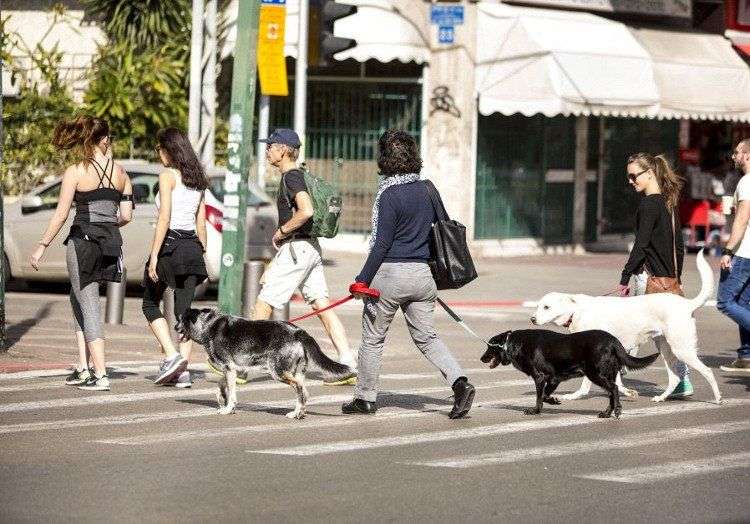 Israel có dịch vụ kỹ thuật số chăm sóc chó đầu tiên trên thế giới