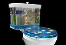 Toilet kiêm bể cá