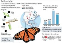 Những điều chưa biết về loài bướm chúa Bắc Mỹ Những điều chưa biết về loài bướm chúa Bắc Mỹ